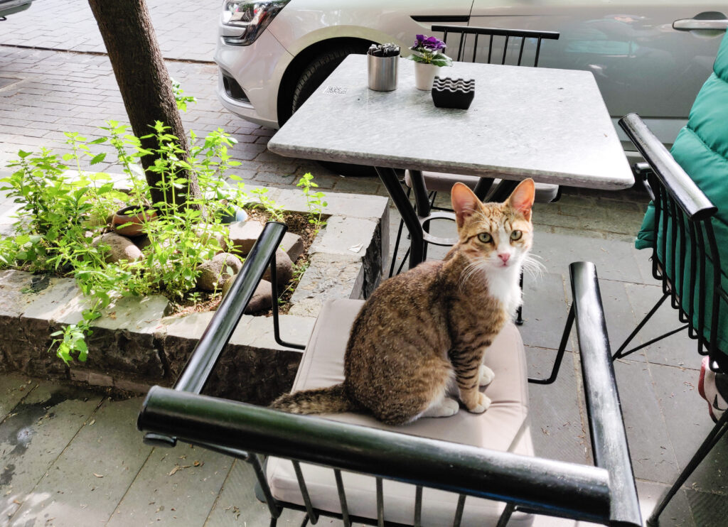 A street cat in Kuzguncuk on the Asian side of Istanbul.