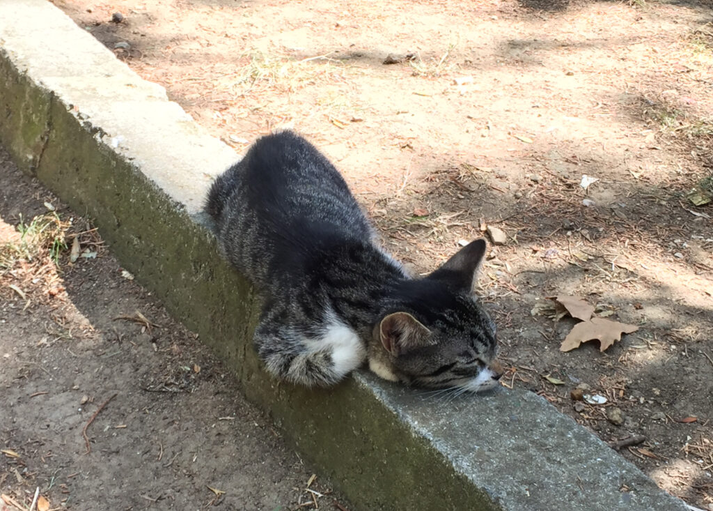 Tiny street cat in Istanbul.